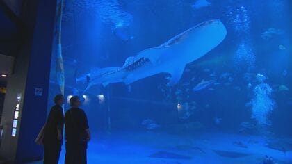 8000本の歯があっても肉食ではないジンベエザメ…世界最大の魚類にして、のどは500円玉大の細さ