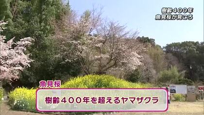樹齢400年「魚見桜」が見ごろ　淡いピンク色の花が咲き誇る　そばには菜の花も　大分県日出町