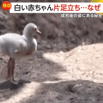 【独自】330万回再生！フラミンゴの赤ちゃん何度も片足上げて「ヨロッ」　もしかして…片足立ちの練習？　上野動物園