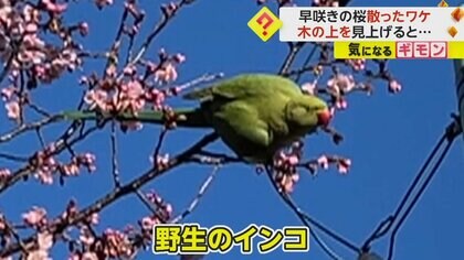 1本に約25羽も…早咲き桜が散った原因は外来種の野生インコ　根元部分の蜜を狙い、花をむしり取ったか　東京・町田市