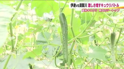 「キュウリはもともと伊達なので」　出荷量日本一のキュウリバトル　福島県内ツートップの須賀川市と伊達市