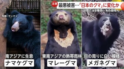 違いは？「ツキノワグマ」被害急増も「ヒグマ」も危険…過去には“OSO18