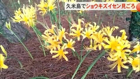 久米島でショウキズイセンがまもなく見ごろ