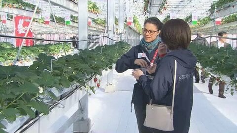 出雲大社近くにイチゴ狩り体験施設　2026年1月のオープンを前に観光関係者に施設公開（島根）