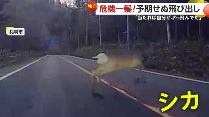 飛び出してきたシカ(視聴者提供)
