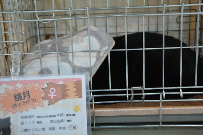 タオルを被ってしまった鏡月。残念ながらご縁はなかった