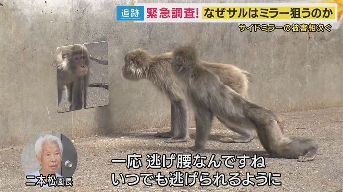逃げ腰のサル