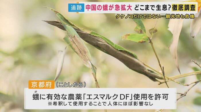 緊急の対策として蛾に有効な農薬「エスマルクDF」の使用を許可