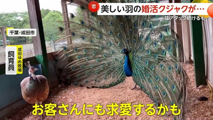 羽を広げるジャックくん