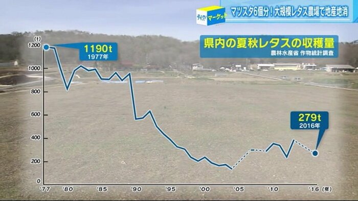県内のレタス生産量は減少傾向に