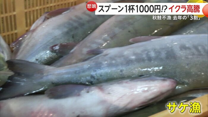 最盛期を迎えているサケ漁は「不漁」だった2024年の約3割の水揚げだという