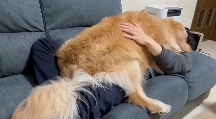 パパさんは愛犬を毛布代わりに