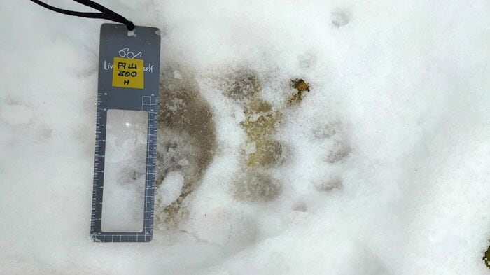 動物園でクマの足跡を発見（提供：札幌市円山動物園）