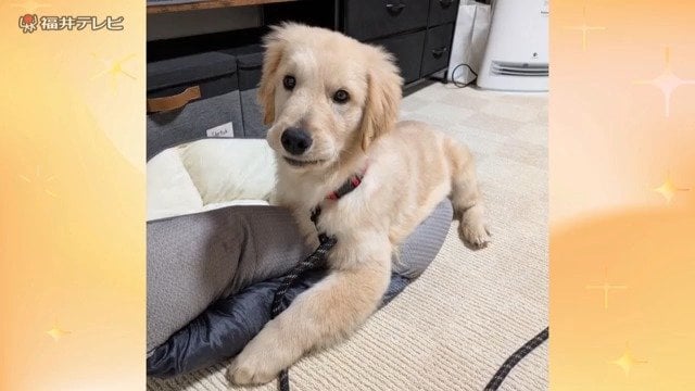 オーナー家にやってきた時の音くん