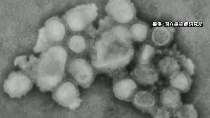 提供:国立感染症研究所