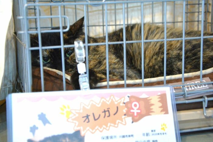 ケージの中で静かに来場者を見つめるオレガノ