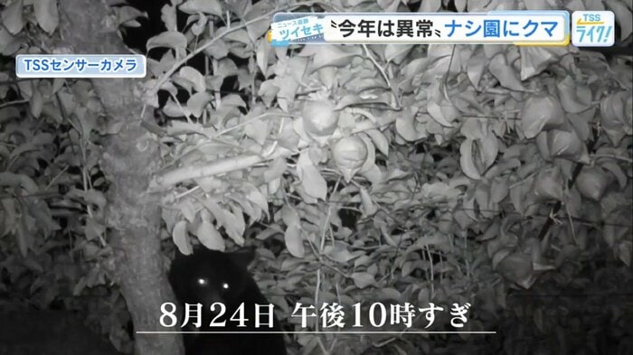 午後10時すぎ、農園のナシの木をよじ登るクマ