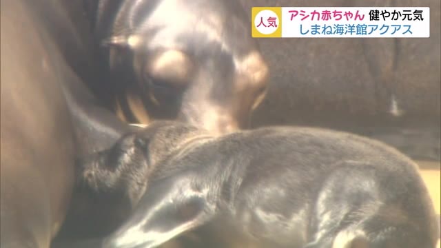 アシカの赤ちゃん元気に成長中!親子2代で水族館生まれに(島根・浜田市)