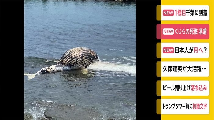 クジラの死骸が漂着 神奈川・横須賀市