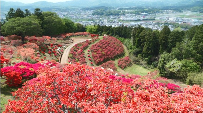 息をのむ美しさ 彩り豊かな8500株のつつじを特別撮影