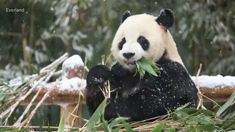 中国と韓国が新たなパンダ貸与に向け協議を開始　現在はソウル近郊で4頭を飼育　｜FNNプライムオンライン