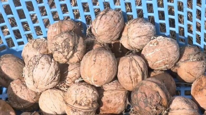 クルミ「大豊作」　国内有数の産地・東御市で収穫体験会　道の駅で「クルミグルメ」提供｜FNNプライムオンライン