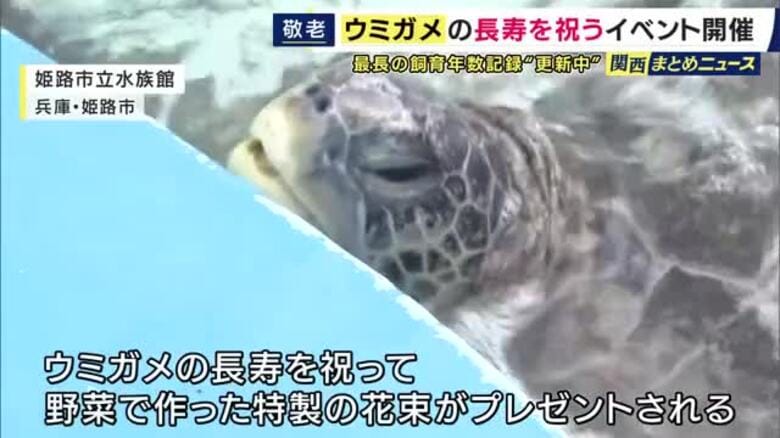 「125年ぐらい（長生きしてほしい）」推定62歳のご長寿ウミガメに敬老の日をお祝い　野菜で作った特製花束を元気にパクリ　姫路の“最長飼育年数記録”更新中のウミガメ｜FNNプライムオンライン