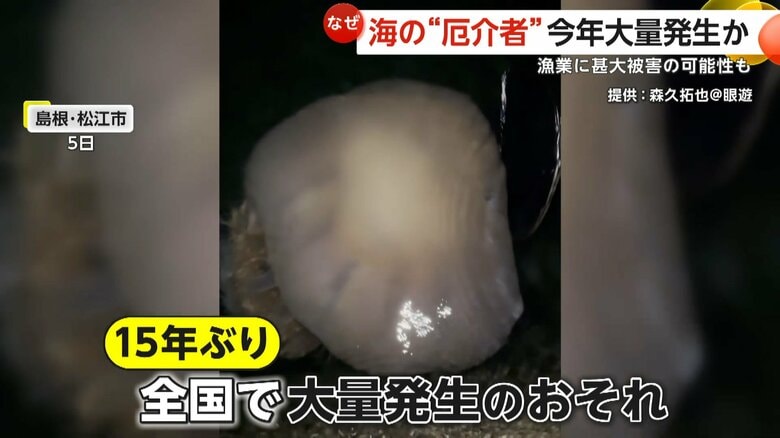 体長約2メートル・重さ100kg超！海の“厄介者”巨大な「エチゼンクラゲ」が大量発生か　漁業に甚大被害の可能性も　島根・松江市｜FNNプライムオンライン