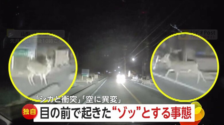 【独自】“ゾッ”とする瞬間　真夜中に鹿と衝突し回転しながら吹っ飛ぶ・山梨　「あまりの多さで怖い」空一面に鳥の大群“カワウ”か・千葉｜FNNプライムオンライン
