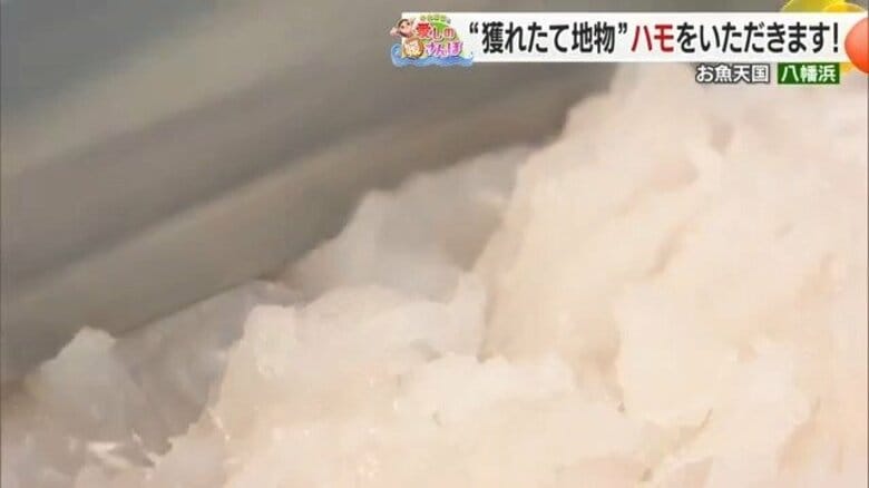 関西で人気！夏の高級食材「ハモ」　水揚げ量全国トップクラスの八幡浜を訪ねた【愛媛発】｜FNNプライムオンライン