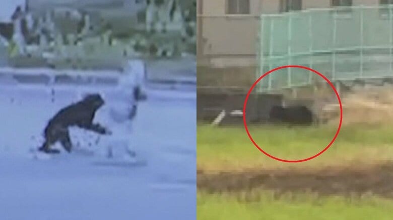 「足も速く100mは9秒くらい」全国で相次ぐクマによる被害 外国人観光客が襲われた岐阜も“エサ不足”か｜FNNプライムオンライン