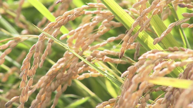 「コメの品薄解消に期待」北海道産米の販売 予約受け付け開始 1日約200件の問い合わせも コメ不足解消に期待｜FNNプライムオンライン