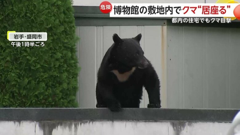 クマの出没相次ぐ　岩手の博物館に侵入し捕獲　秋田で4人襲撃…住宅“居座り”　“九死に一生”男性「攻撃力や速さ想像絶する」｜FNNプライムオンライン
