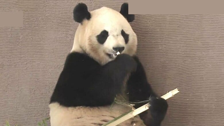 和歌山のパンダ4頭すべて中国へ「白浜どうなっちゃうんだ」中国側と協議するも今後飼育できるか分からない状況｜FNNプライムオンライン