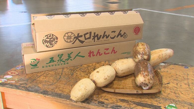 煮物やきんぴらに！“レンコン”十分な日差しでの生育順調 一方“秋野菜”は不作気味「若干品薄が予想されている」｜FNNプライムオンライン