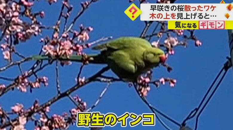 1本に約25羽も…早咲き桜が散った原因は外来種の野生インコ　根元部分の蜜を狙い、花をむしり取ったか　東京・町田市｜FNNプライムオンライン