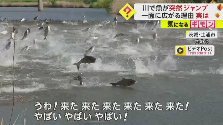 【集団ジャンプ】「100匹くらいいた」大量の魚が川一面に…臆病な性格の“ハクレン”が驚いて飛んだ可能性　茨城・土浦市｜FNNプライムオンライン