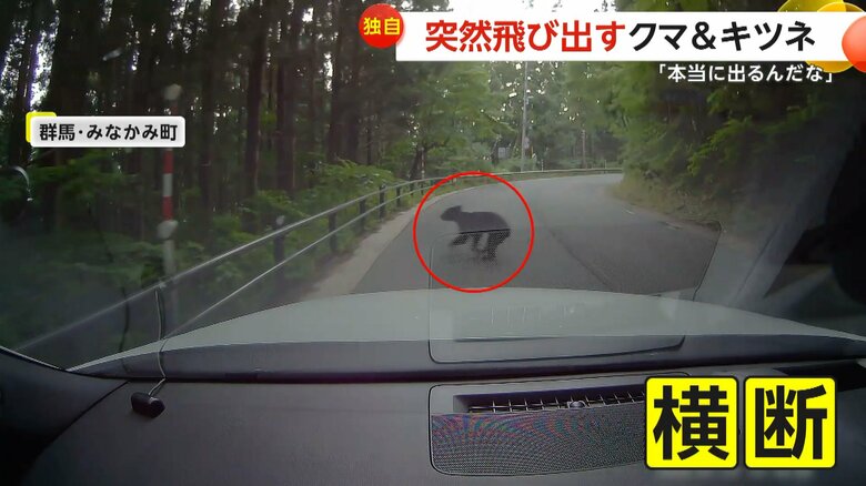 車の走行中に突然クマが飛び出し道路を横切る一部始終③