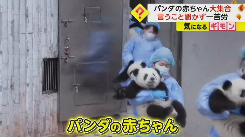 職員に抱っこされ、次から次へと出てくるパンダの赤ちゃん