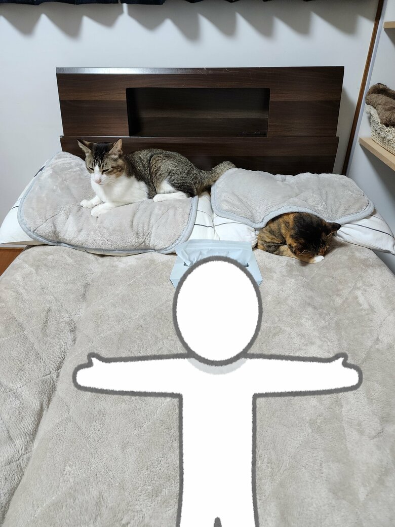 寝る時のイメージ画（提供：にゃん報さん）