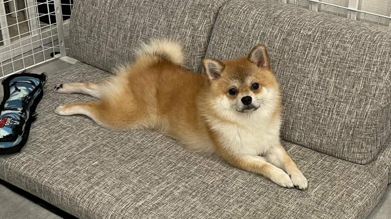 もこまるくん専用のソファ