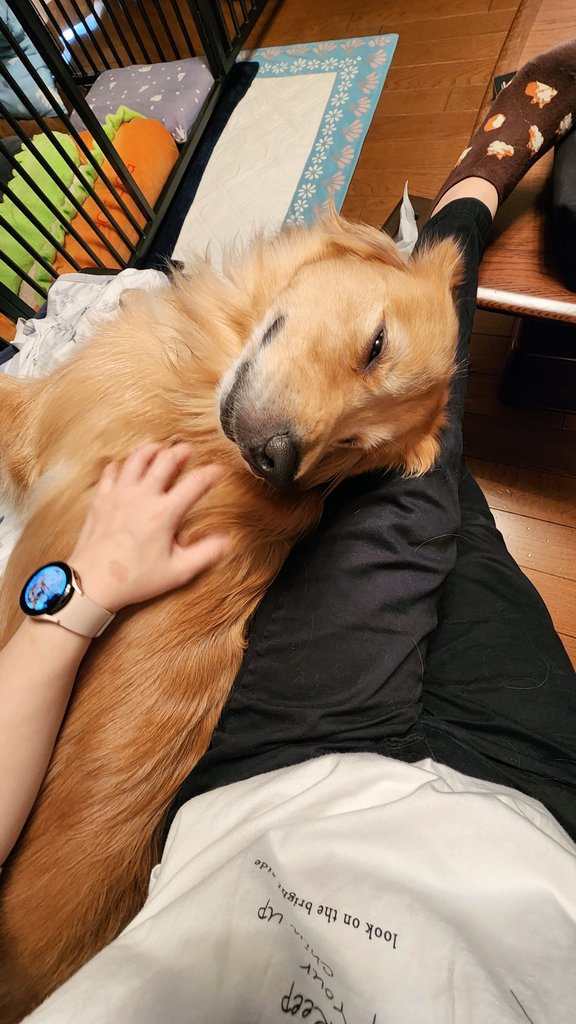 わかりやすくうっとりしている（提供：Charlotte@ゴールデンレトリバーさん）