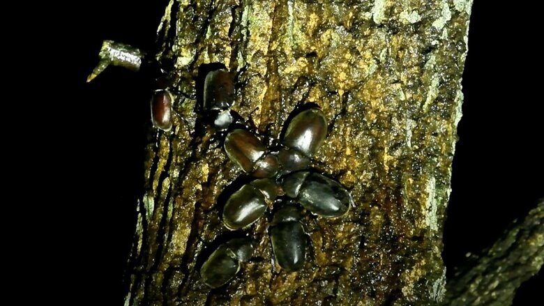 カブトムシがオオスズメバチに退散するまで（その1）