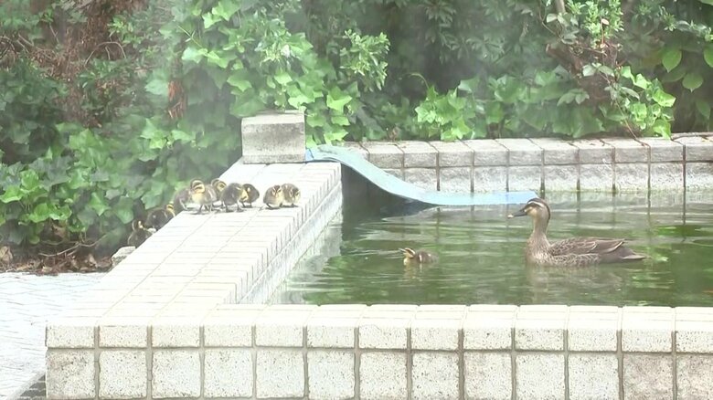 親ガモと一緒に泳ぎの特訓！