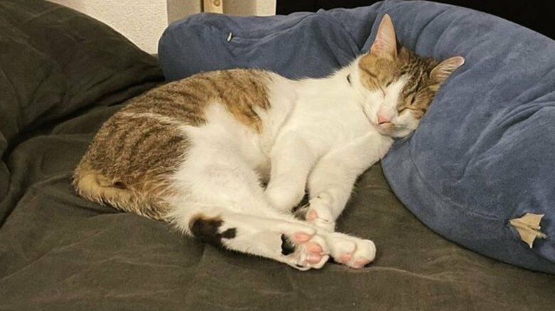 すやすやな虎太郎くん