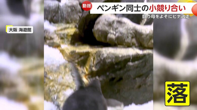 ポロッと巣から落ちてしまうヒナ（映像提供：大阪 海遊館）