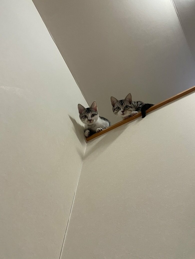 見下ろしてくる兄弟