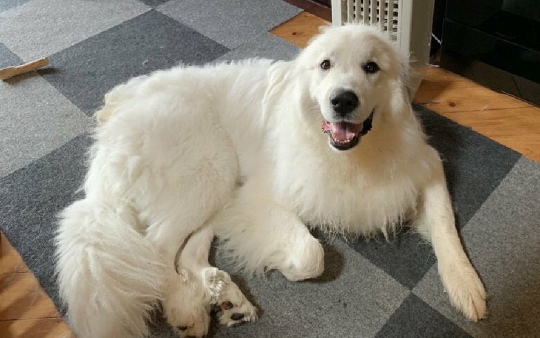 シュシュちゃん