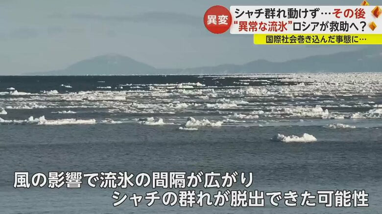 シャチたちは脱出できた可能性が高いという