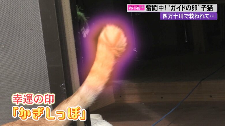 “幸運の印”ともいわれる「かぎしっぽ」